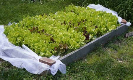 Fully grown raised bed lettuce ready for harvest.の写真素材