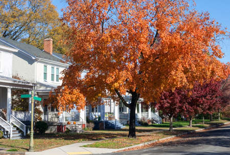Fiery red, orange and yellow autumn tree in the middle of neighborhood block.の写真素材