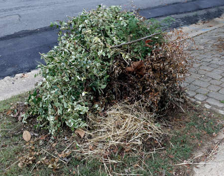 Pile of freshly cut yard vegetation.