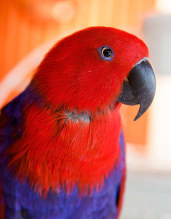 Bright tropical bird with red head and purple body