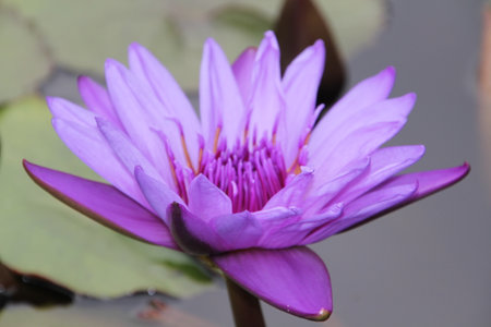 Purple lotus bloom on a blurred gray background. with copy space.の写真素材