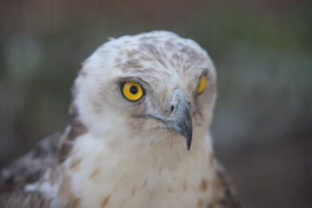 Adult Short-toed snake eagle (circaetus gallicus) on branchesの写真素材