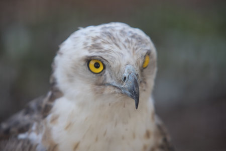 Adult Short-toed snake eagle (circaetus gallicus) on branchesの素材 [FY310180800897]