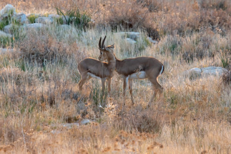 Two beautiful gazel antelopes, head profile portraitの写真素材