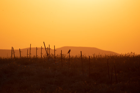 Beautiful dramatic sunset over desert. Wilderness. Nature landscape. Makhtesh Ramon Crater, Israelの写真素材