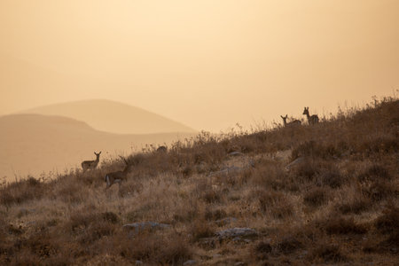 Silhouette of goat on a rock with an orange dawn sky at backgroundの写真素材