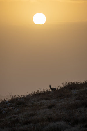 Silhouette of goat on a rock with an orange dawn sky at backgroundの写真素材