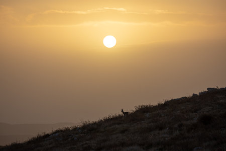 Silhouette of goat on a rock with an orange dawn sky at backgroundの写真素材
