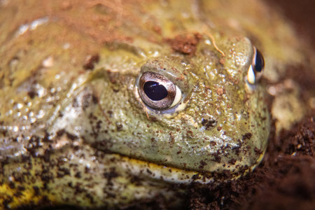 African Bull Frog (Pyxicephalus adsperus). Also known as the Pixie Frog.