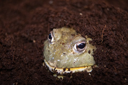 African Bull Frog (Pyxicephalus adsperus). Also known as the Pixie Frog.の写真素材