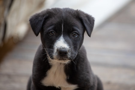 Portrait of a funny little puppy sitの写真素材