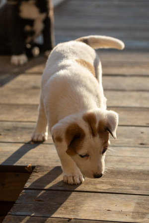 Sad puppy with puppy dog eyesの写真素材