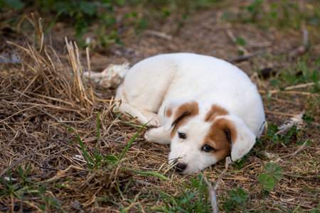 Sad puppy with puppy dog eyes