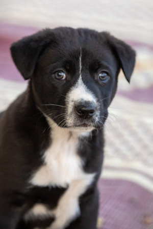 Portrait of a funny little puppy sitの写真素材