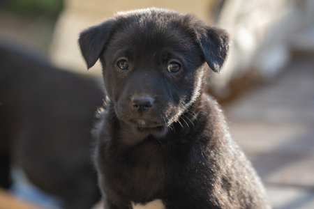 Portrait of a funny little puppy sitの写真素材