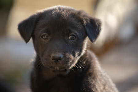 Portrait of a funny little puppy sitの写真素材