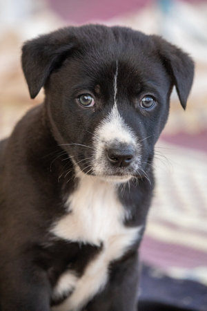 Portrait of a funny little puppy sitの写真素材
