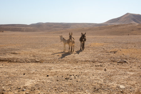 Beautiful landscape of Israeli Judean Desert mountains, with sunrise over the dry riverbed of Nahal Dragot Wadi, popular hiking trail winding between rugged rocky cliffs towards the Dead Seaの写真素材