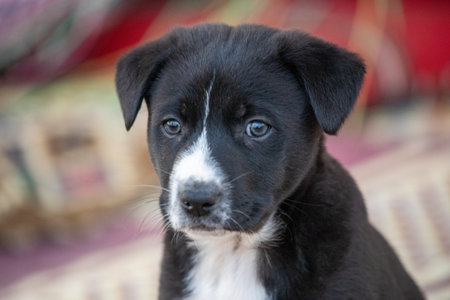 Portrait of a funny little puppy sitの写真素材