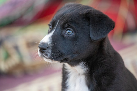 Portrait of a funny little puppy sitの写真素材