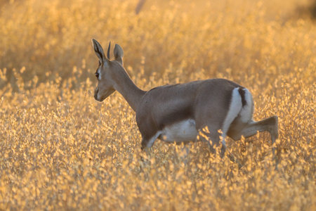 Gazelle looking after enemies an early morning in Serengeti, Tanzania Africa.の写真素材