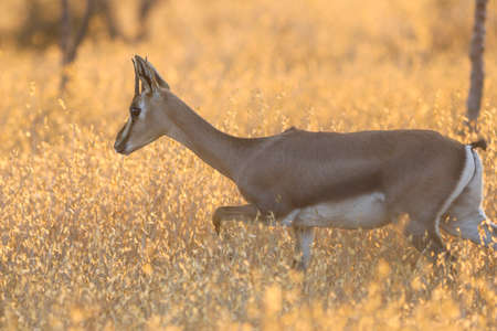 Gazelle looking after enemies an early morning in Serengeti, Tanzania Africa.の写真素材