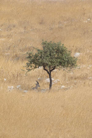 Springbock, etosha nationalpark, namibia, (antidotcas marsupialis)の写真素材