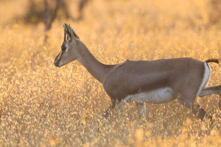 Gazelle looking after enemies an early morning in Serengeti, Tanzania Africa.の写真素材