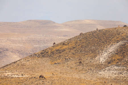 Brown camel in desert dunes, Imageの写真素材