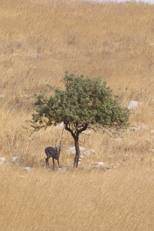 Adult Male Grants Gazelle in the Serengeti, Tanzaniaの写真素材