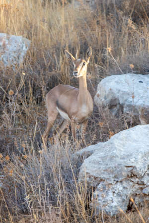 A baby calf Arabian Gazelle turns its head all the way backwards to have a look.の写真素材