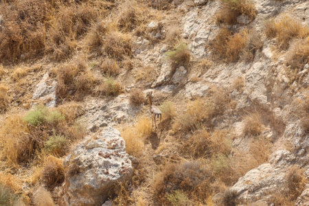 Wadi Bokek Trek in the Judaen desert nature reserve in Israelの写真素材