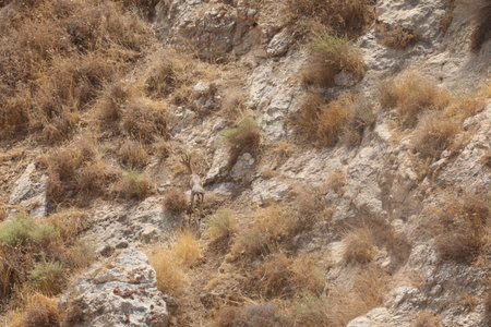 Wadi Bokek Trek in the Judaen desert nature reserve in Israelの写真素材