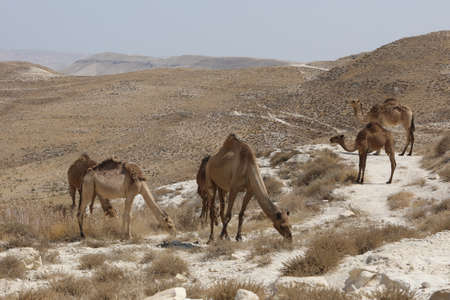 Camels in the desert wildlifeの写真素材