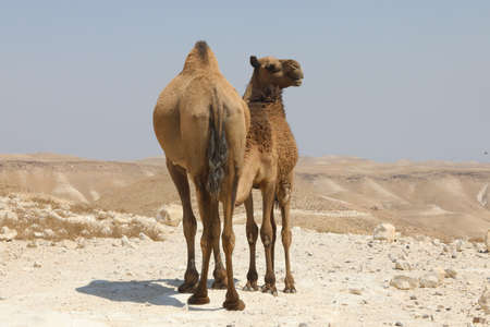 Camels in the desert wildlifeの写真素材