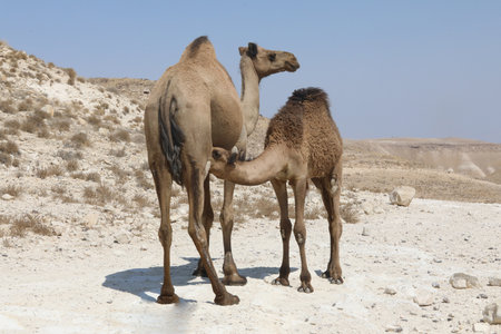 Camels in the desert wildlifeの写真素材