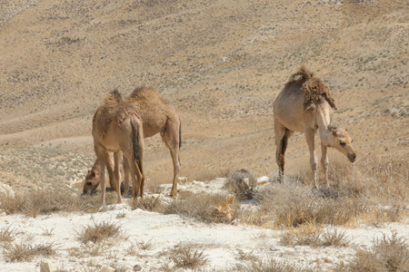 Camels in the desert wildlifeの写真素材