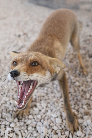Fox cubs playing and exploring the gardenの写真素材
