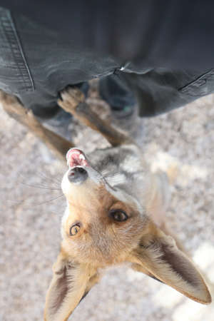 Fox cubs playing and exploring the garden