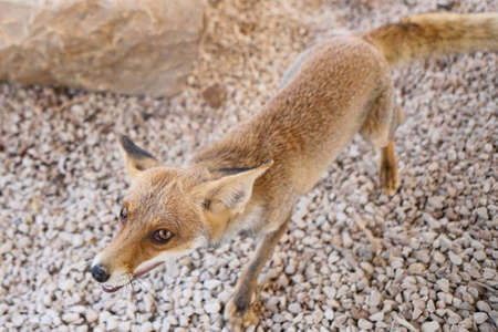 Fox cubs playing and exploring the gardenの写真素材