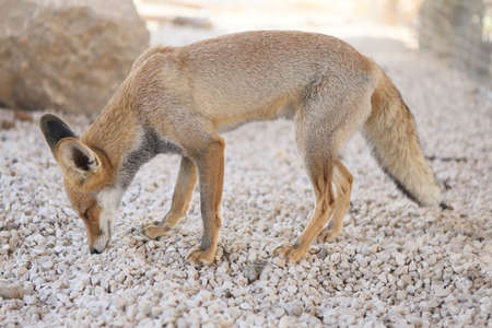 Fox cubs playing and exploring the gardenの写真素材