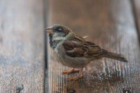 little sparrow with brown feathers High quality photo