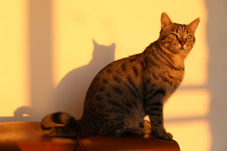 a beautiful grey-blue cat with stripes and large yellow eyes basking in the sun on a fine October dayの写真素材