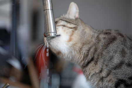 Siamese kitten drinking water from the tap.の写真素材