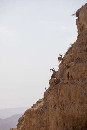 Capra ibex in the negev desert, Israelの写真素材