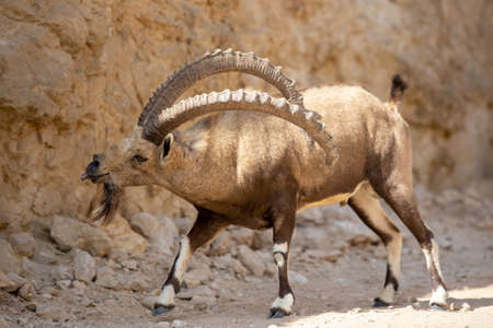 Capra ibex in the negev desert, Israelの写真素材