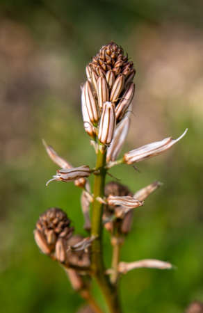 Wheat field near Pura Nature Reserve, Israel.の写真素材