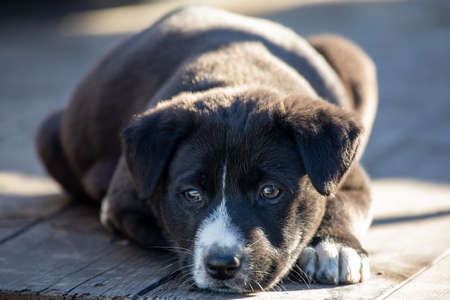 Lovely and sweet puppy resting with tender look and clear eyes