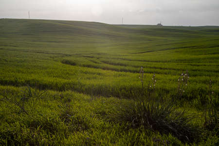 Wheat field near Pura Nature Reserve, Israel.の写真素材