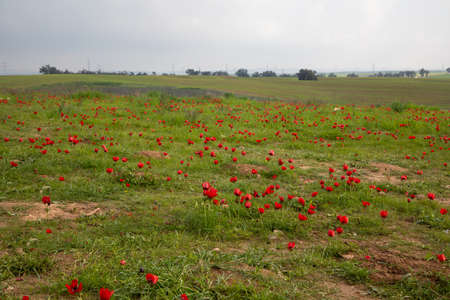 Wheat field near Pura Nature Reserve, Israel.の写真素材